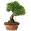 Pinus parviflora, 30 cm, ± 20 years old