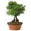 Pinus parviflora, 30 cm, ± 20 years old