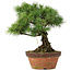 Pinus parviflora, 30 cm, ± 20 jaar oud