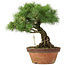 Pinus parviflora, 30 cm, ± 20 years old