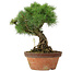 Pinus parviflora, 30 cm, ± 20 ans