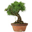 Pinus parviflora, 30 cm, ± 20 years old