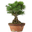 Pinus parviflora, 30 cm, ± 20 years old