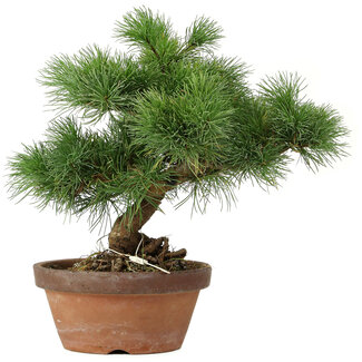 Pinus parviflora, 27 cm, ± 20 jaar oud