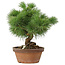 Pinus parviflora, 27 cm, ± 20 jaar oud