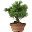 Pinus parviflora, 27 cm, ± 20 ans