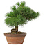 Pinus parviflora, 27 cm, ± 20 jaar oud