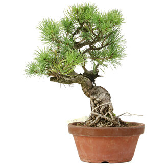 Pinus parviflora, 28 cm, ± 20 anni