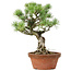 Pinus parviflora, 28 cm, ± 20 years old