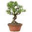 Pinus parviflora, 28 cm, ± 20 years old