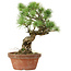 Pinus parviflora, 28 cm, ± 20 Jahre alt