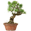 Pinus parviflora, 28 cm, ± 20 years old