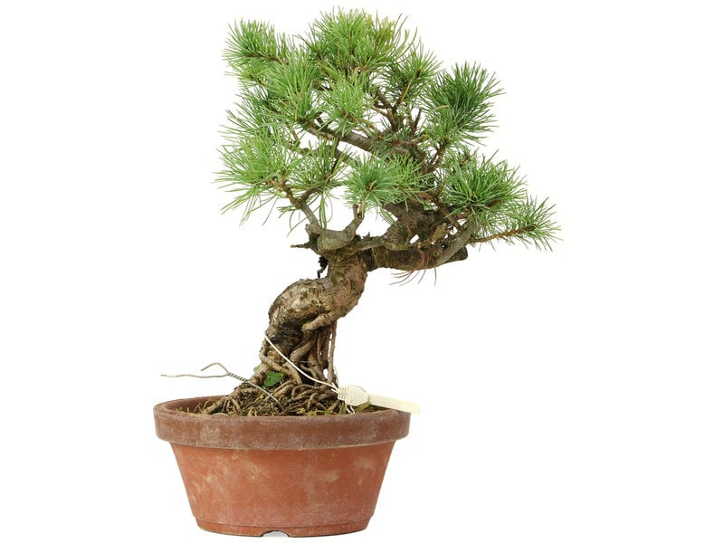 Pinus parviflora, 28 cm, ± 20 jaar oud
