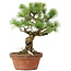 Pinus parviflora, 28 cm, ± 20 jaar oud