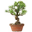 Pinus parviflora, 28 cm, ± 20 years old