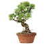 Pinus parviflora, 28 cm, ± 20 years old