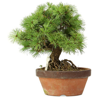 Pinus parviflora, 26 cm, ± 20 ans