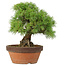 Pinus parviflora, 26 cm, ± 20 years old