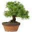 Pinus parviflora, 26 cm, ± 20 years old