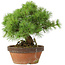 Pinus parviflora, 26 cm, ± 20 years old