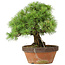 Pinus parviflora, 26 cm, ± 20 jaar oud