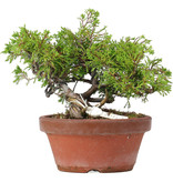 Juniperus chinensis Itoigawa, 15,5 cm, ± 8 jaar oud