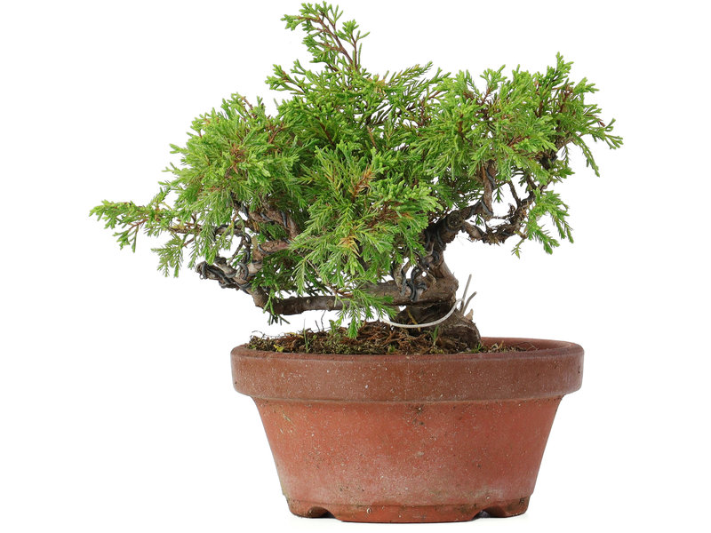 Juniperus chinensis Itoigawa, 15,5 cm, ± 8 jaar oud