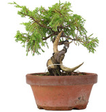 Juniperus chinensis Itoigawa, 16,5 cm, ± 8 jaar oud