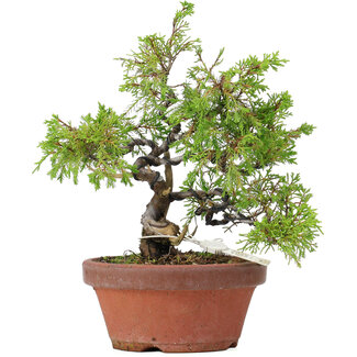 Juniperus chinensis Itoigawa, 22,5 cm, ± 8 ans