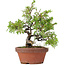 Juniperus chinensis Itoigawa, 22,5 cm, ± 8 jaar oud