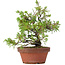 Juniperus chinensis Itoigawa, 22,5 cm, ± 8 jaar oud