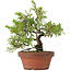 Juniperus chinensis Itoigawa, 22,5 cm, ± 8 jaar oud