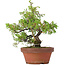 Juniperus chinensis Itoigawa, 22,5 cm, ± 8 jaar oud