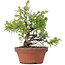 Juniperus chinensis Itoigawa, 22,5 cm, ± 8 jaar oud