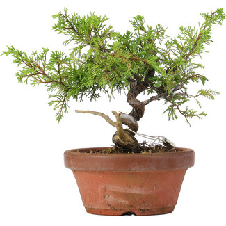 Juniperus chinensis Itoigawa, 20 cm, ± 8 anni