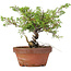 Juniperus chinensis Itoigawa, 20 cm, ± 8 años