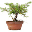 Juniperus chinensis Itoigawa, 20 cm, ± 8 Jahre alt