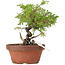 Juniperus chinensis Itoigawa, 20 cm, ± 8 ans