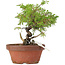 Juniperus chinensis Itoigawa, 20 cm, ± 8 jaar oud