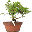 Juniperus chinensis Itoigawa, 20 cm, ± 8 jaar oud