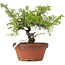 Juniperus chinensis Itoigawa, 20 cm, ± 8 anni