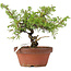 Juniperus chinensis Itoigawa, 20 cm, ± 8 years old