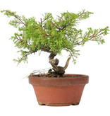 Juniperus chinensis Itoigawa, 20 cm, ± 8 jaar oud