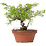 Juniperus chinensis Itoigawa, 20 cm, ± 8 years old