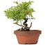 Juniperus chinensis Itoigawa, 20 cm, ± 8 anni