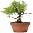 Juniperus chinensis Itoigawa, 20 cm, ± 8 anni