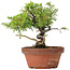 Juniperus chinensis Itoigawa, 20 cm, ± 8 years old