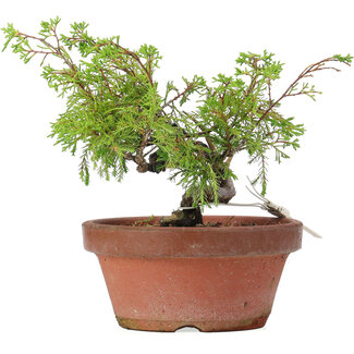 Juniperus chinensis Itoigawa, 18 cm, ± 8 years old