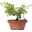 Juniperus chinensis Itoigawa, 18 cm, ± 8 jaar oud