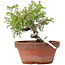 Juniperus chinensis Itoigawa, 18 cm, ± 8 years old